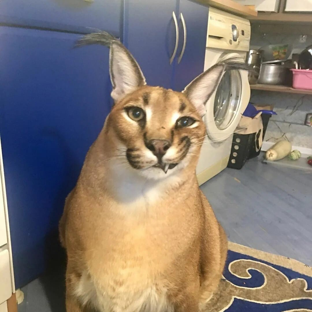 Шлепа гигачад