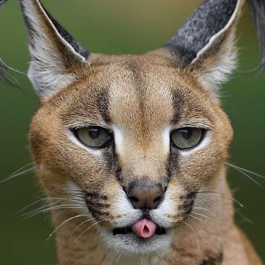 Каракал злой