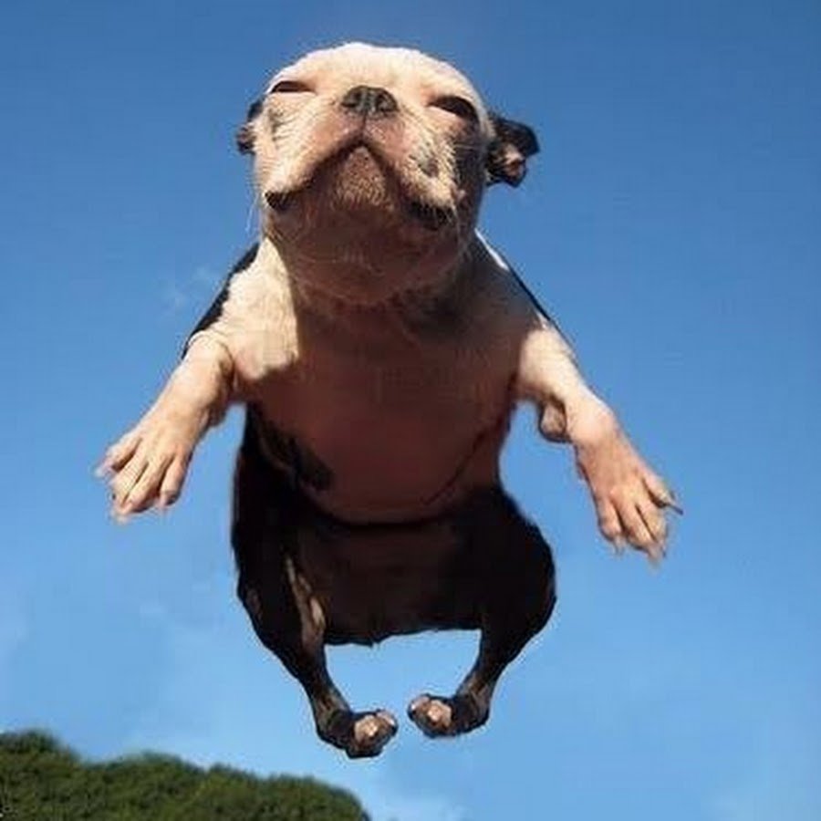 Летающая собака прикол