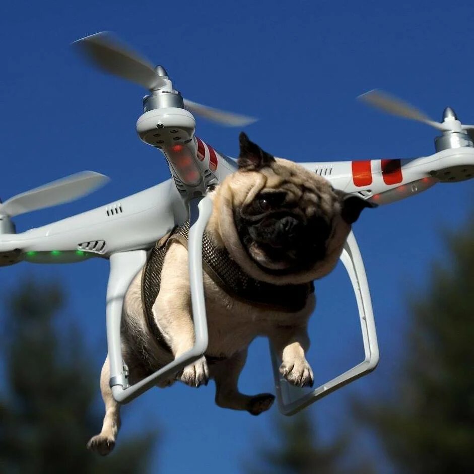 Собака на квадрокоптере