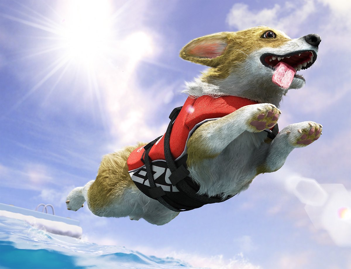 Корги на сноуборде