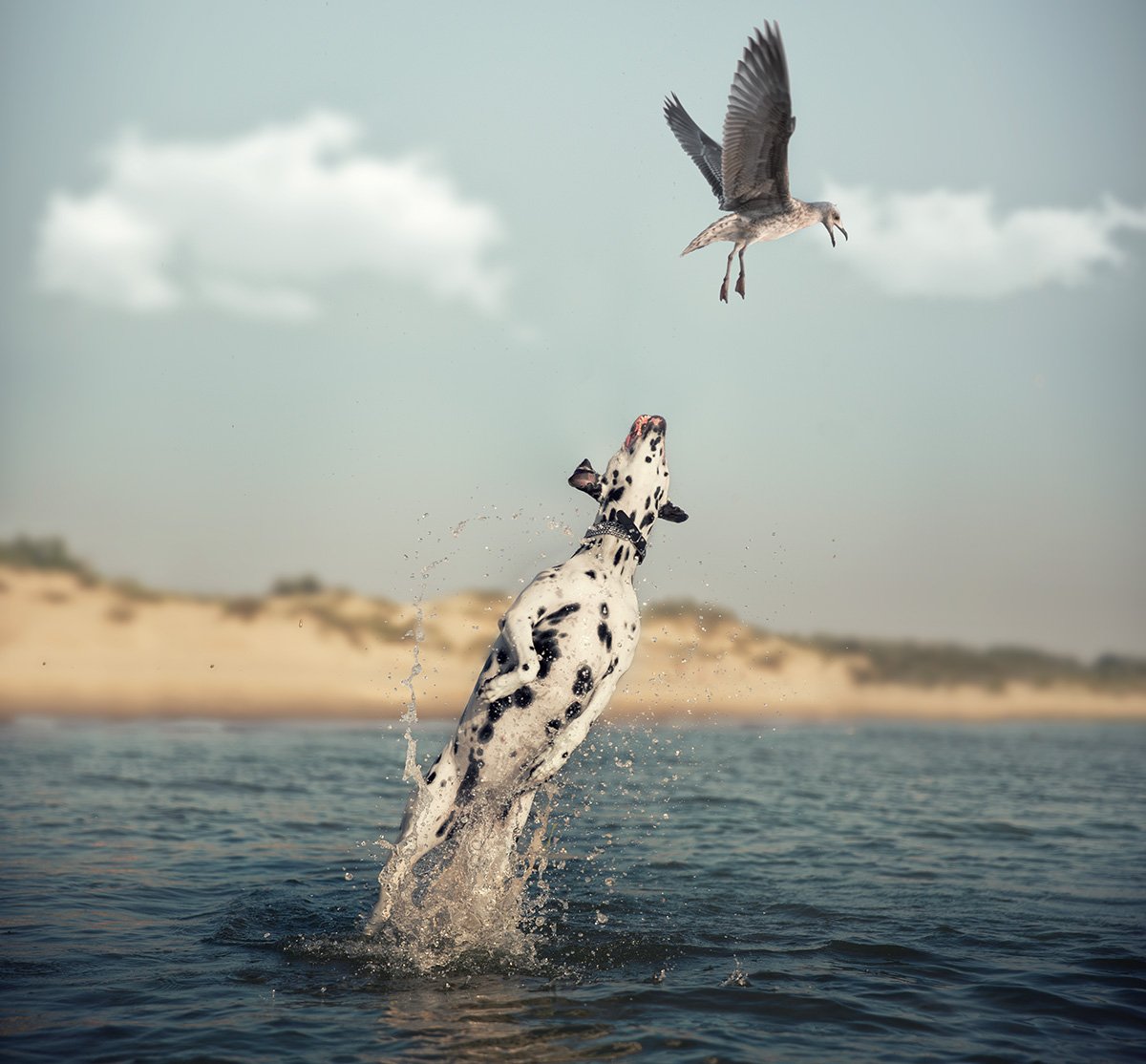 Редкий Кадр животных