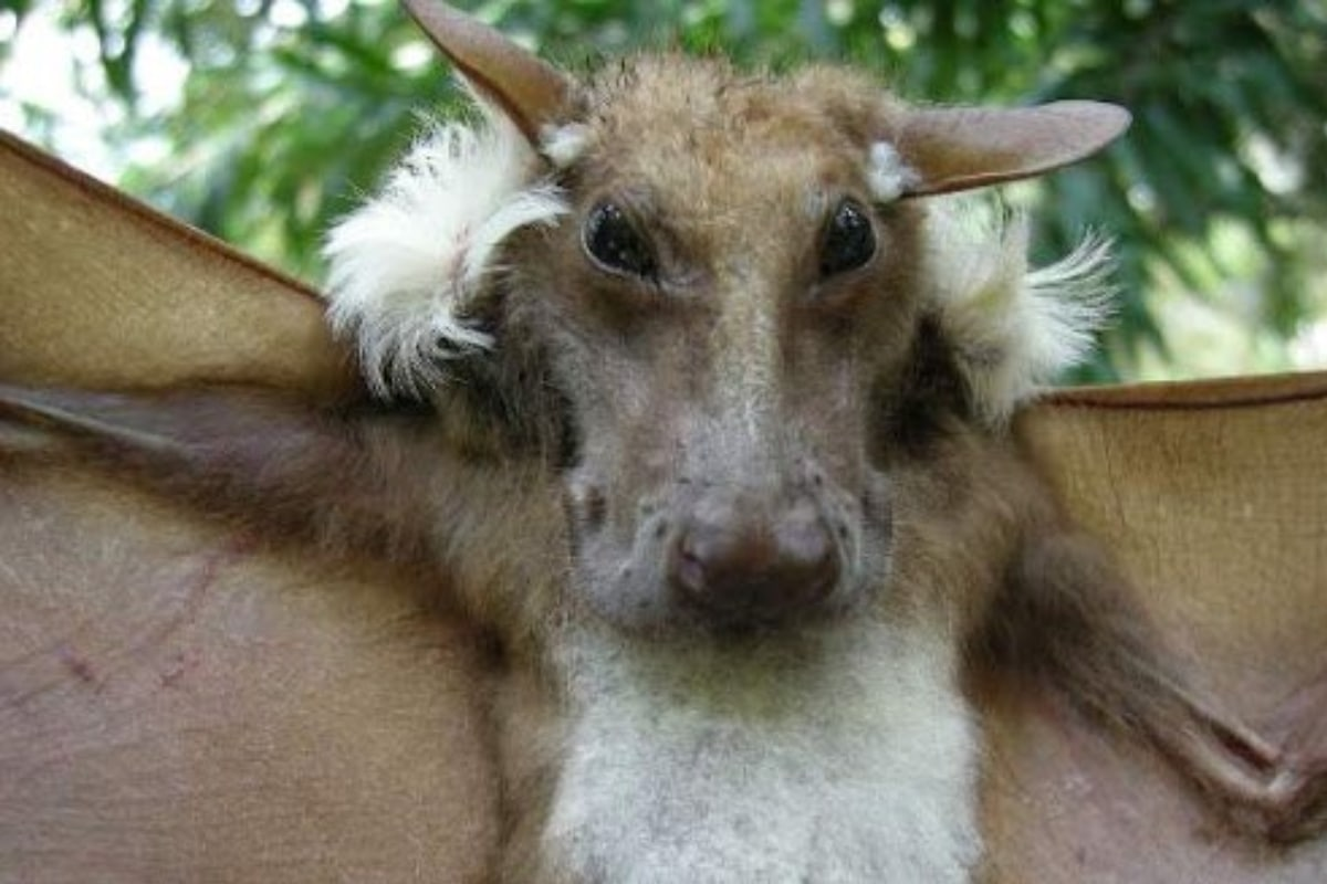 Летучая мышь лошадь