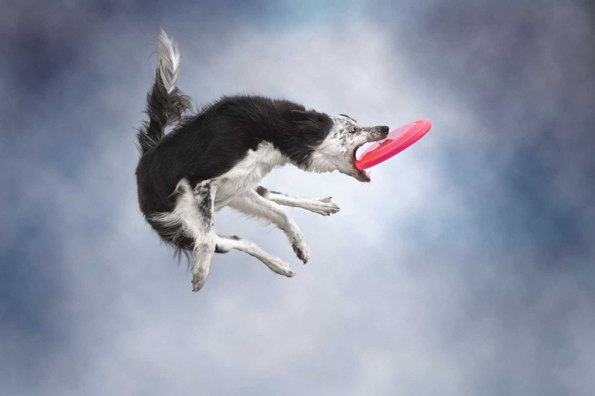 Бордер колли в прыжке