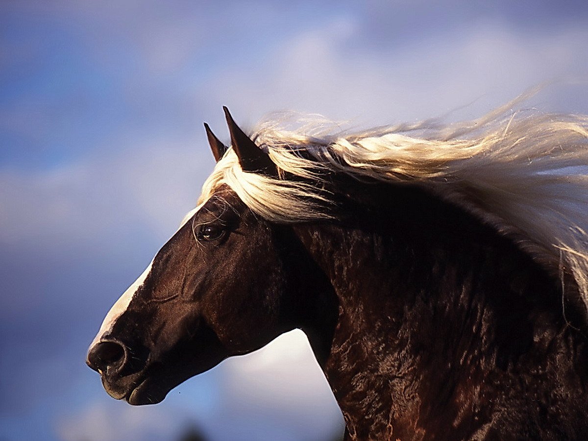 Голова красивого коня