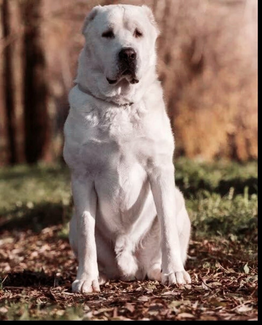 порода собак алабай фото щенки