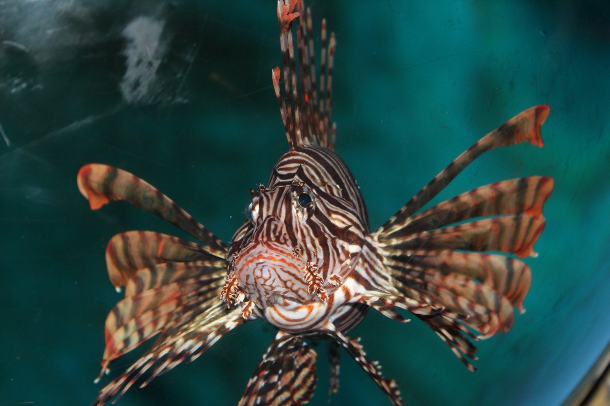 Фантастические рыбы