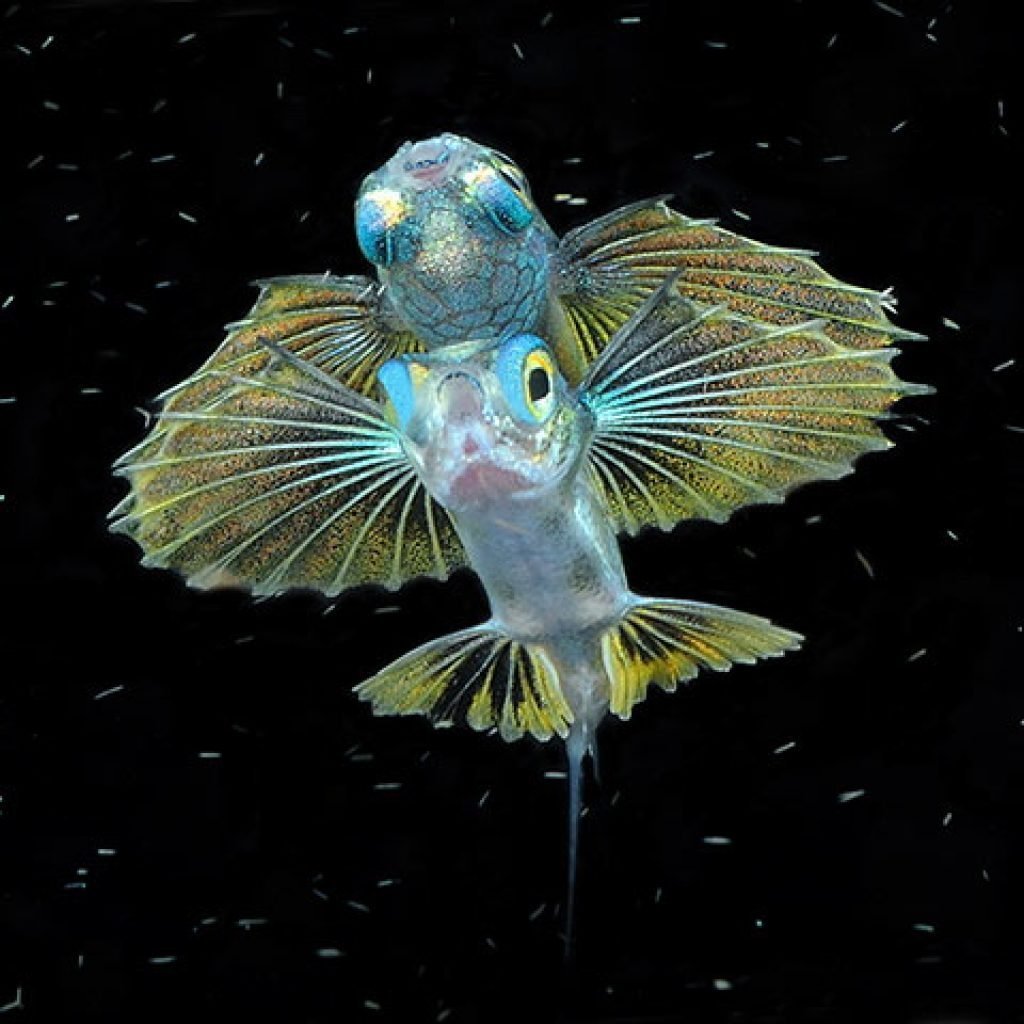 Летучая рыба – Exocoetidae