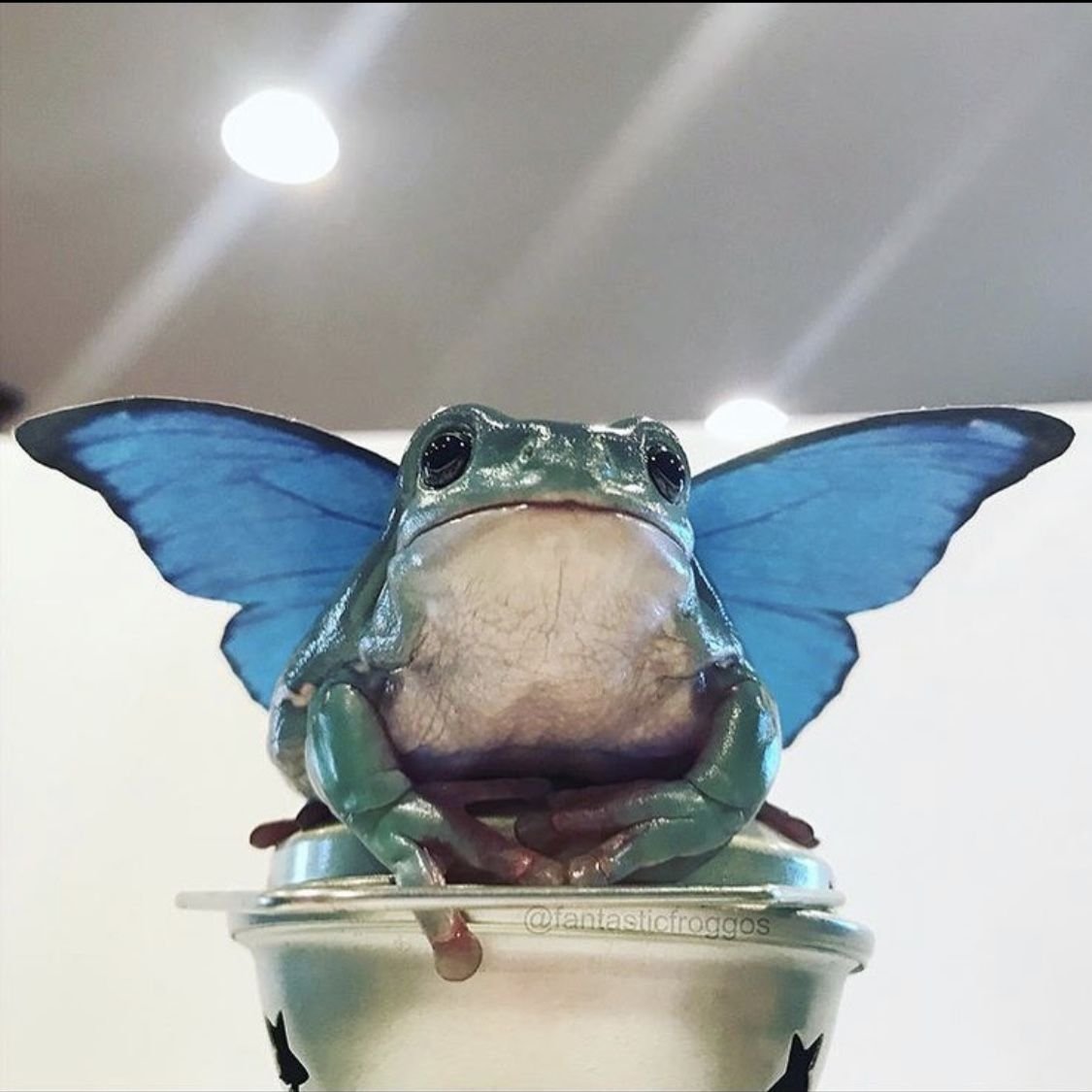 Angler Fish рыба