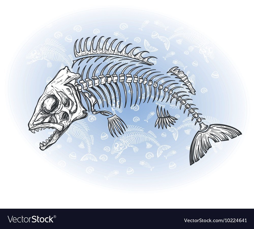 Бойцовая рыбка петушок