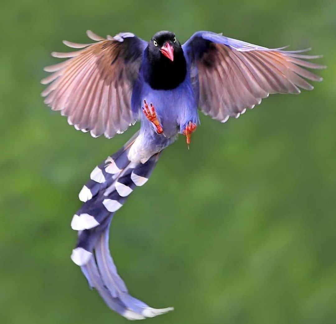 Китайская Лазоревая сорока