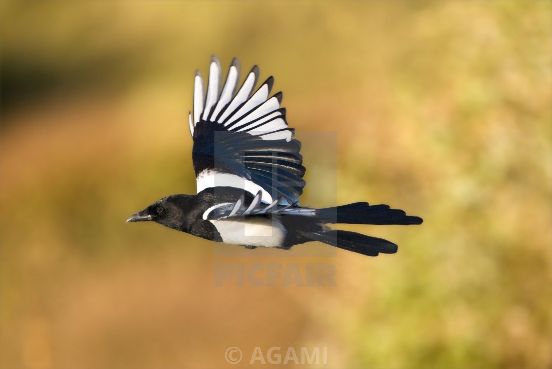 Европейская сорока в прыжке