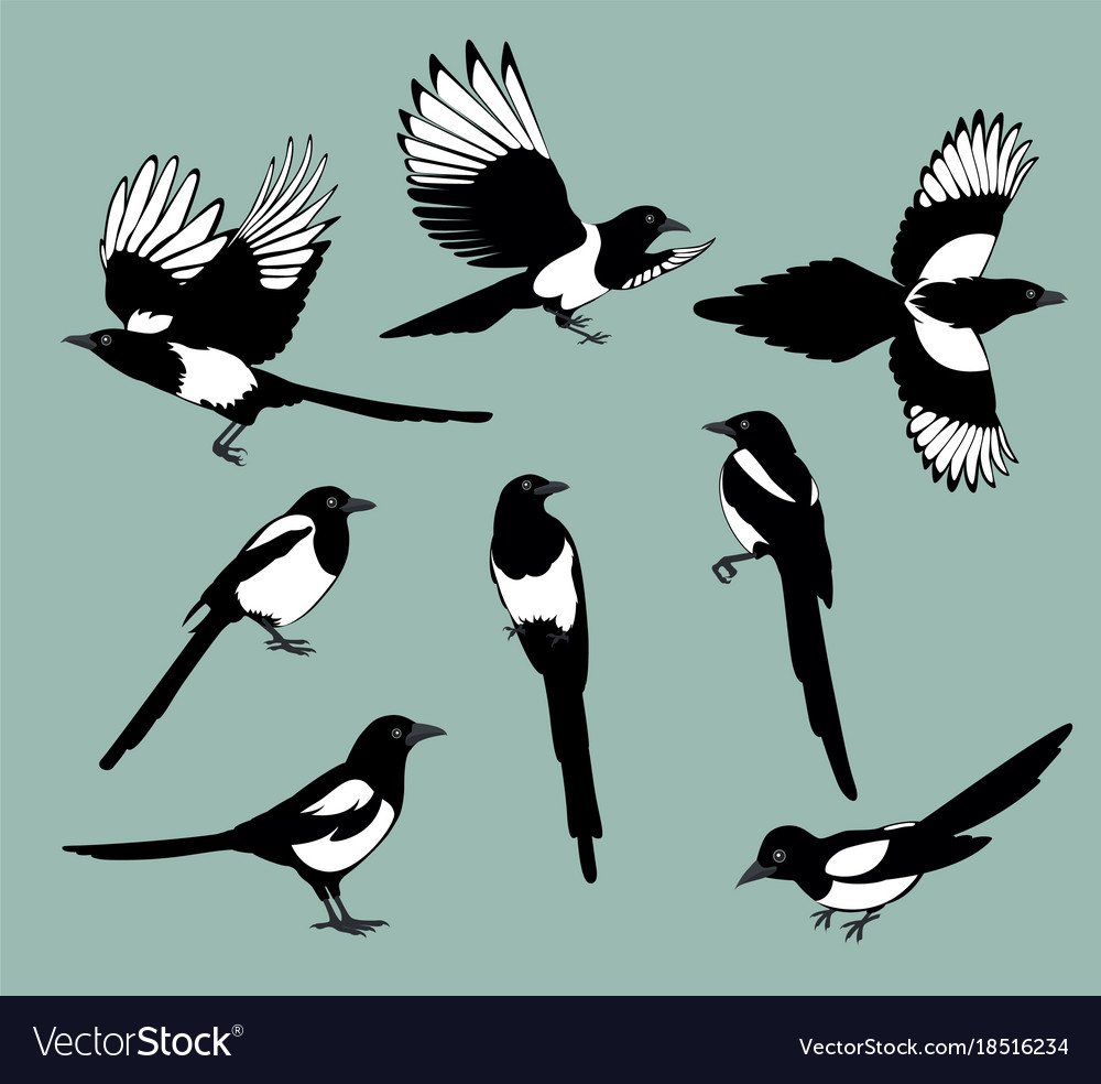 Райские птицы в полёте