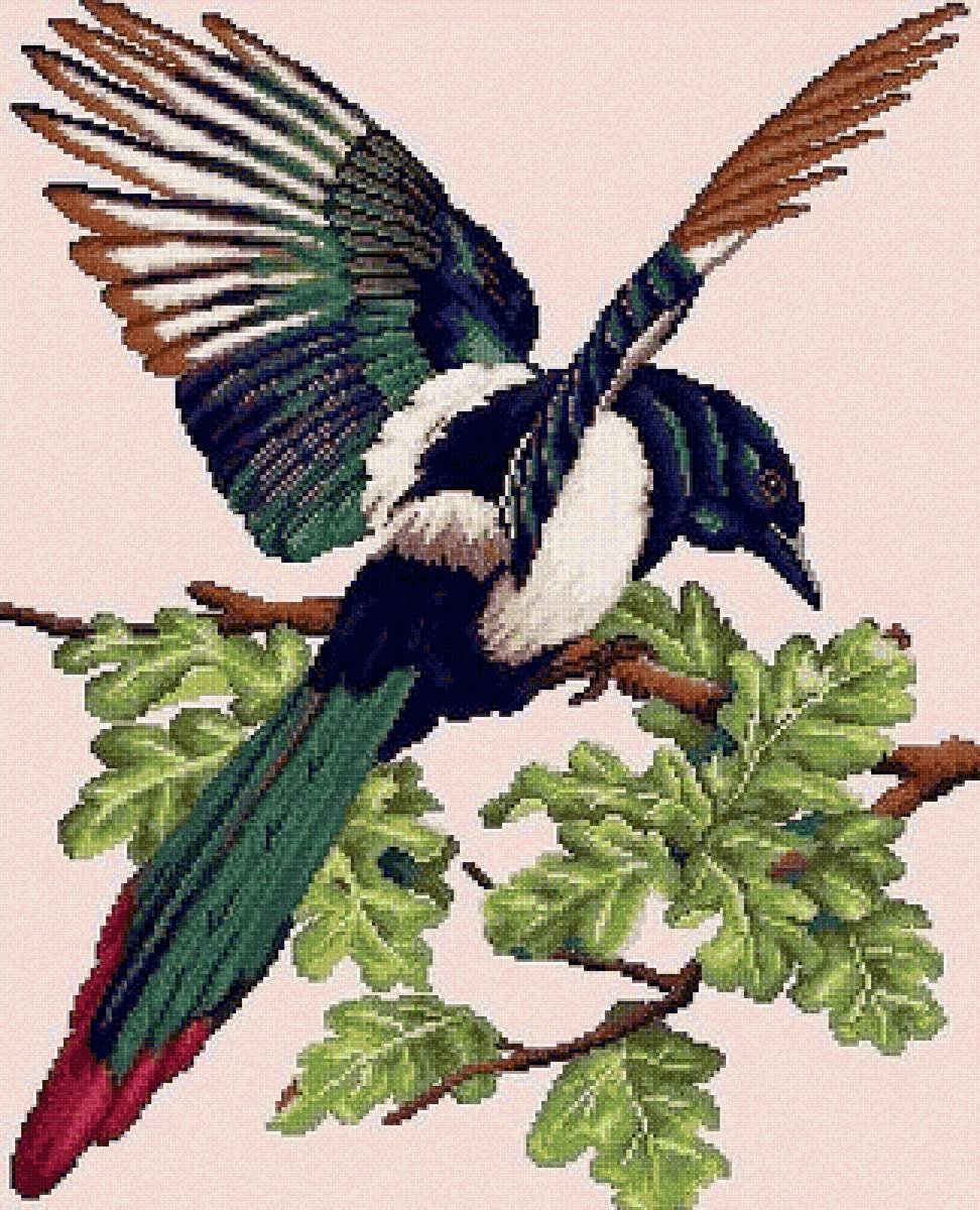 Вышивка сорока длиннохвостая крестом