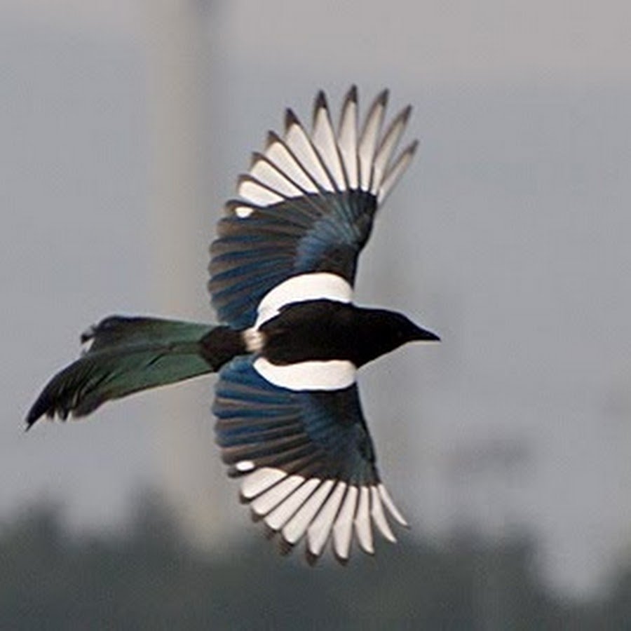 Лазоревая птица Грандала