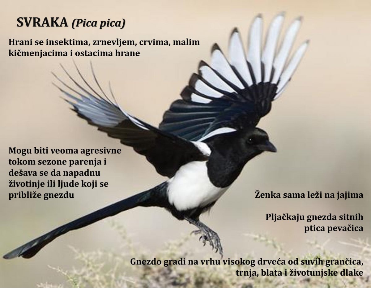 Сорока полет