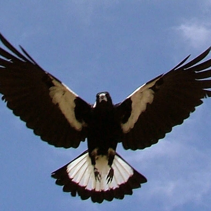 Лесные птицы в полете