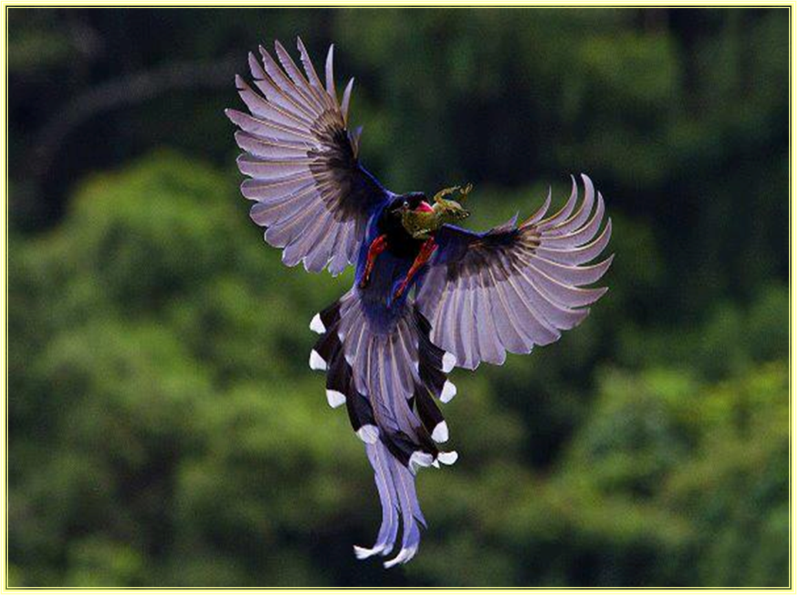 Сорока трещит