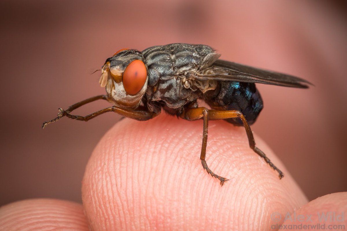 Слепень на белом фоне