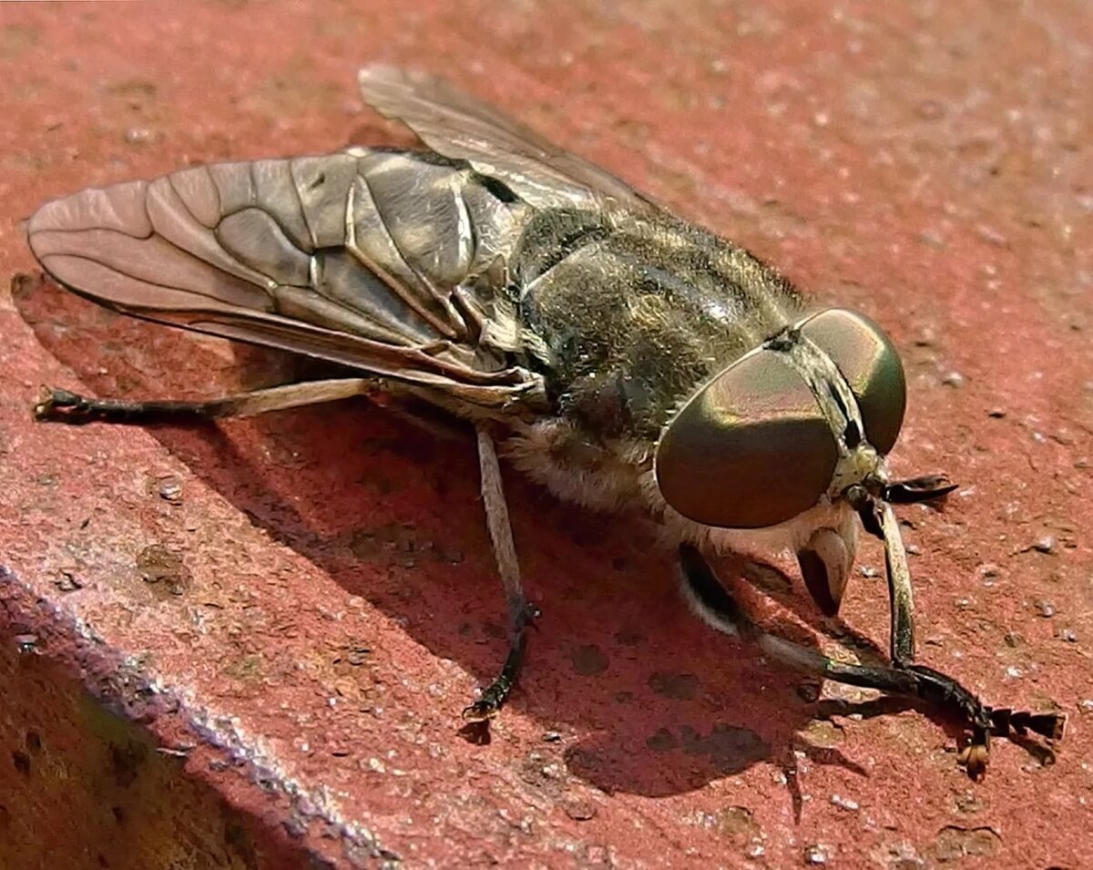 Слепень Tabanus