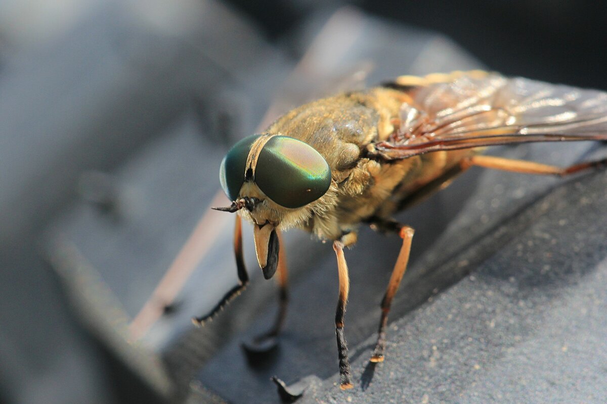 Необычные мухи