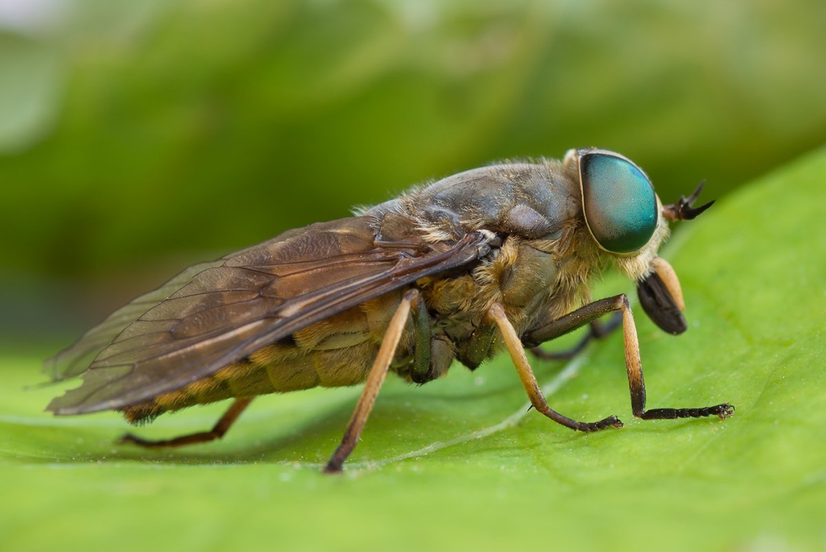 Семейство слепни (Tabanidae)