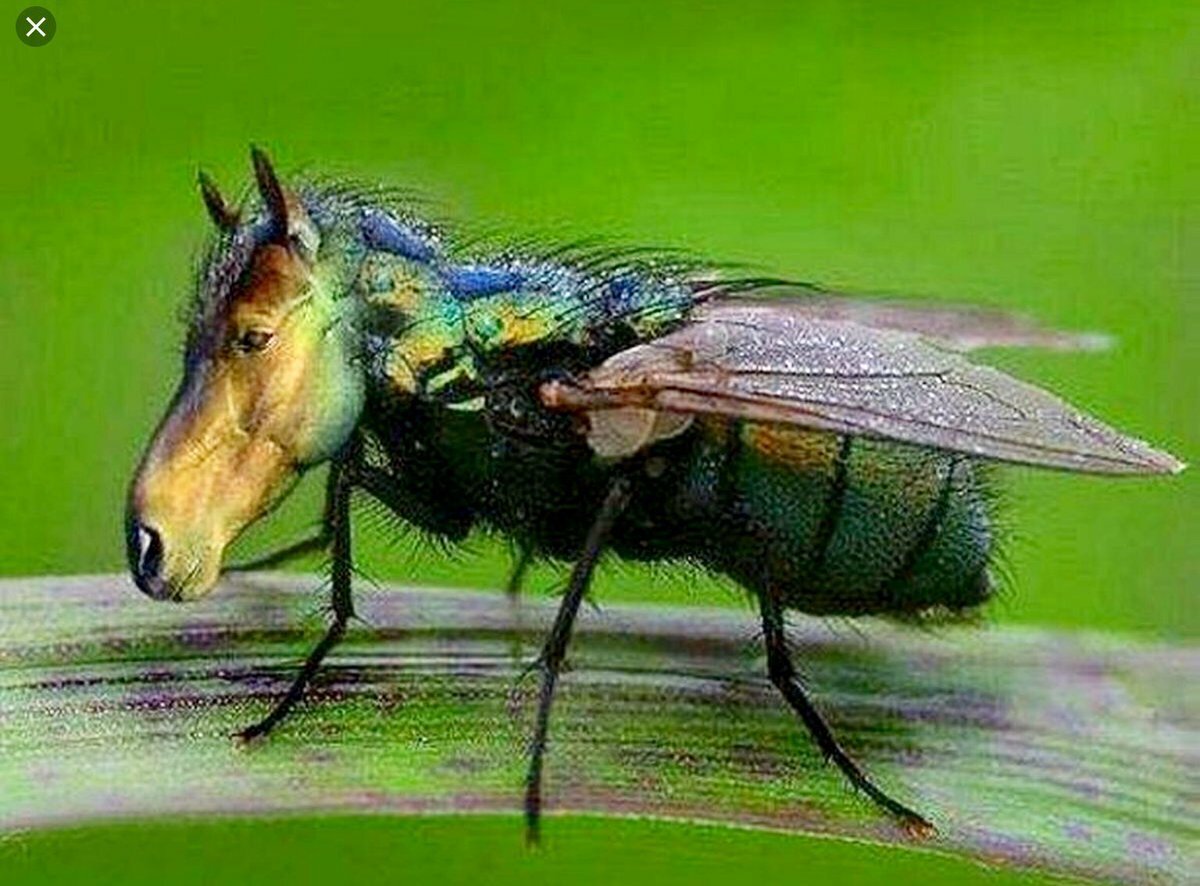 Лошадиная Муха