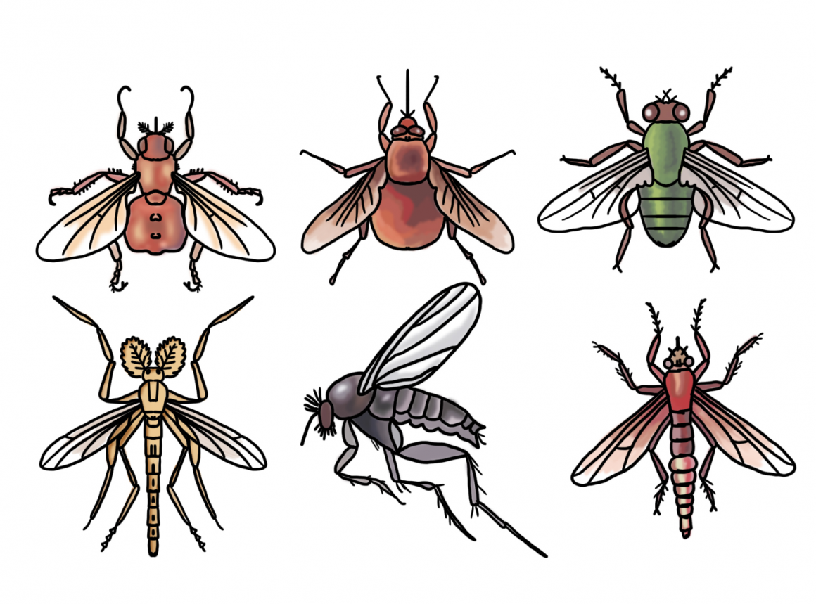 Отряд Двукрылые мухи