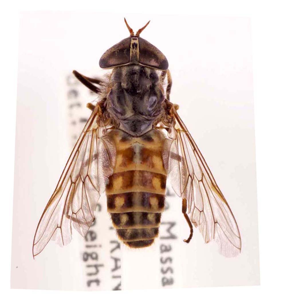 Слепень Tabanus chrysurus