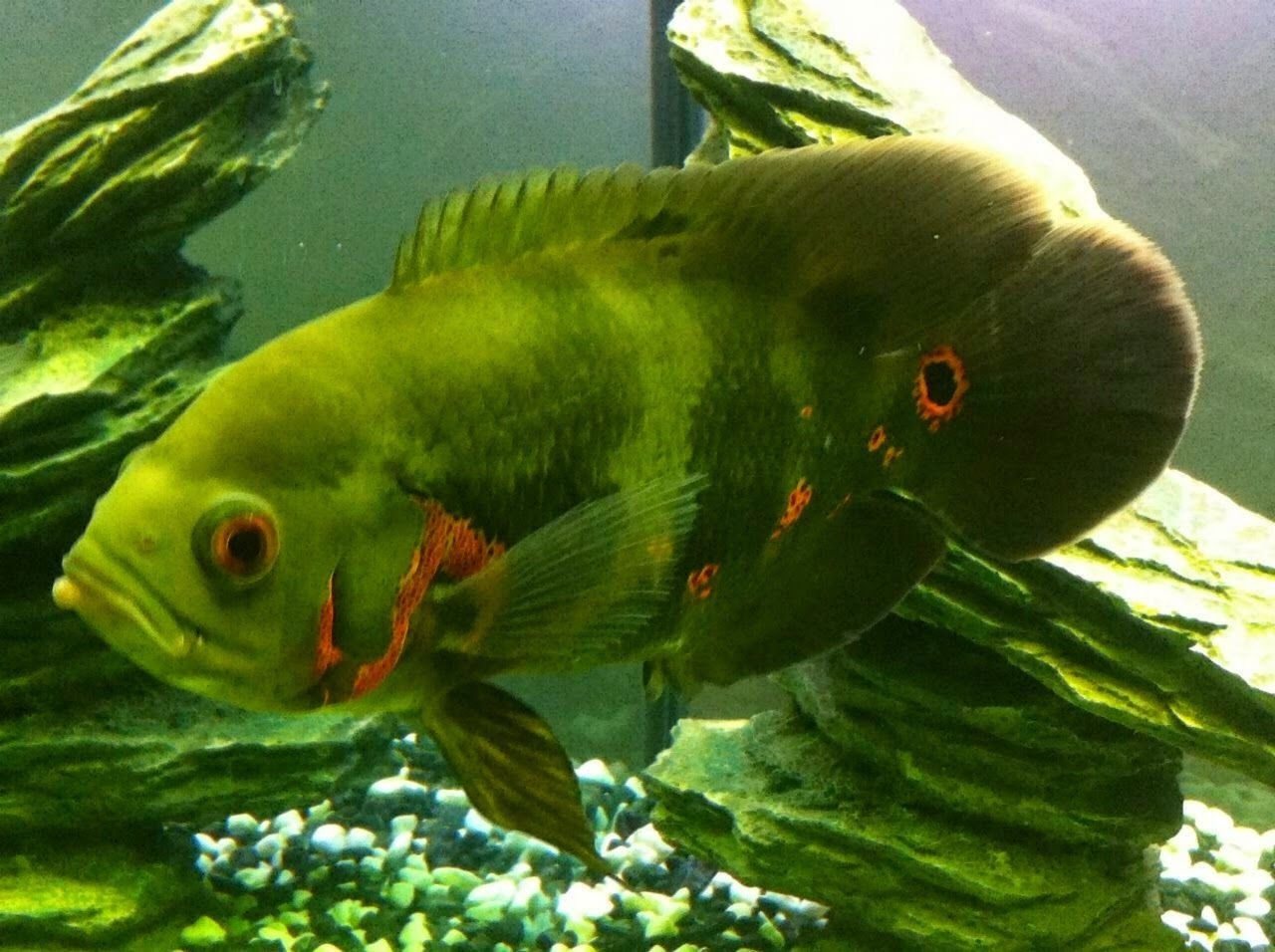 Зеленые аквариумные рыбки. Астронотус красный. Астронотус Конго. Астронотус белый. Зеленая рыбка.