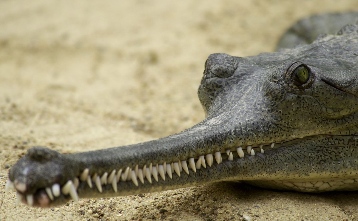 Гавиал крокодил