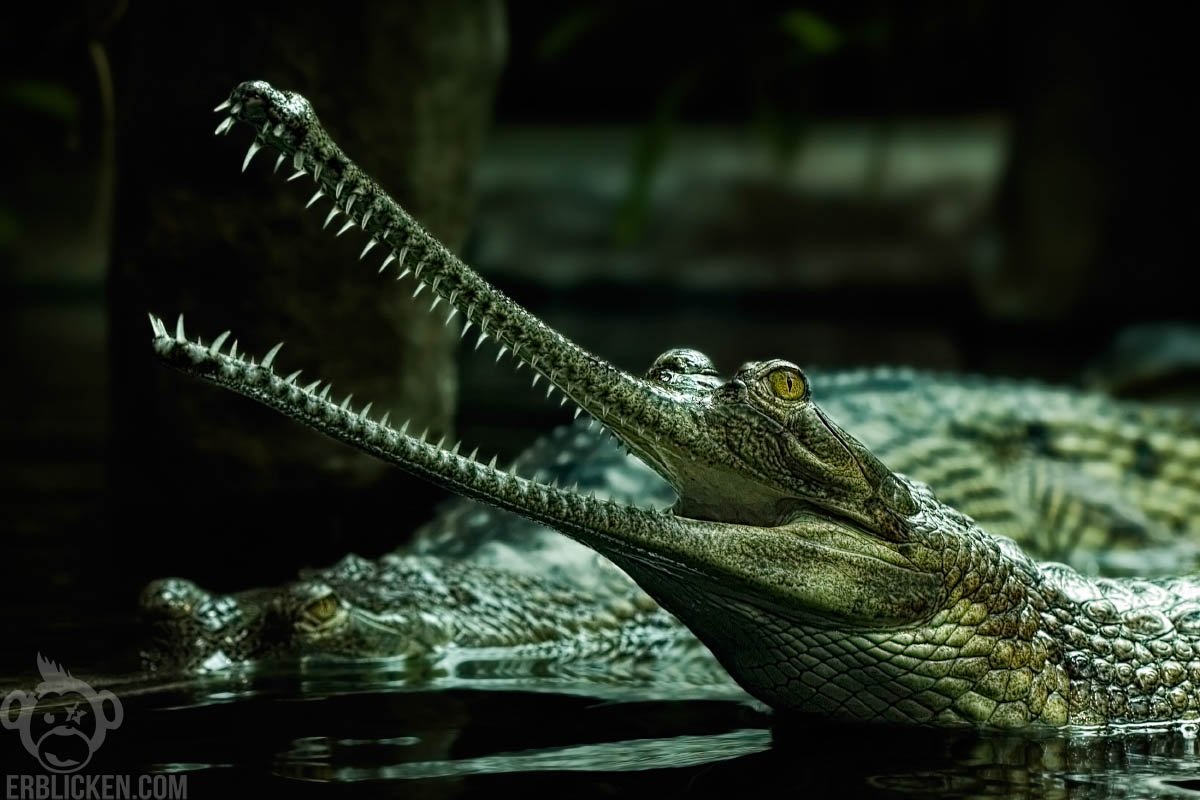 Индийский крокодил гавиал