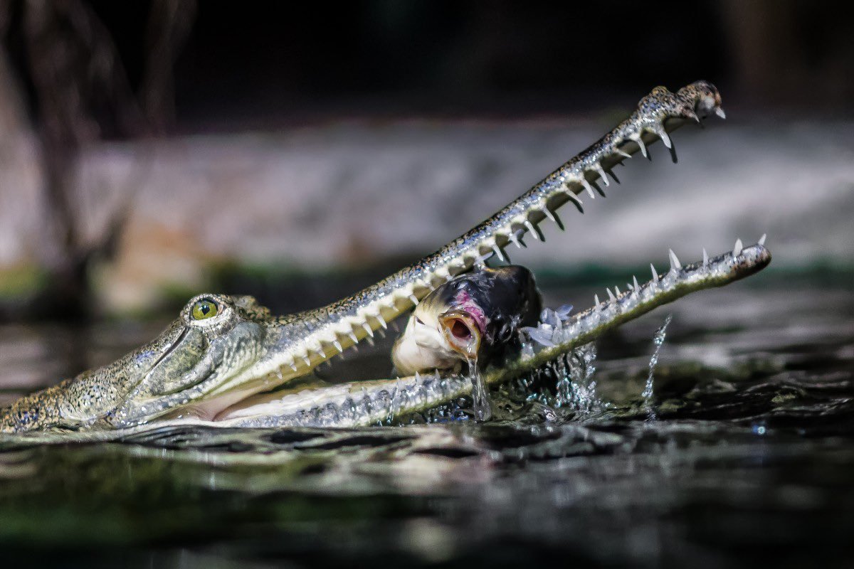 Крокодил гавиал питается