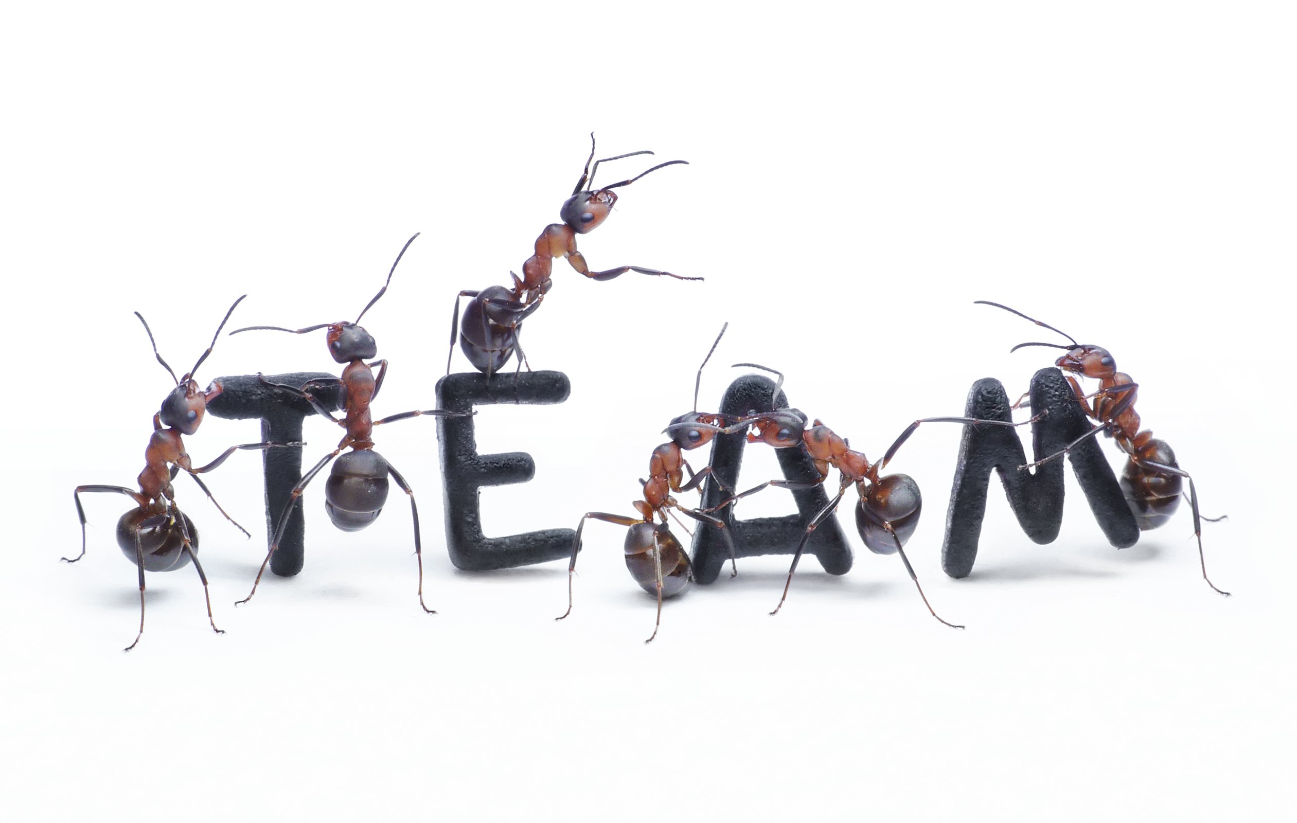 Муравьиные бега пики. Муравьи команда. Муравьи вместе. Коллектив муравьи. Муравьи трудятся.