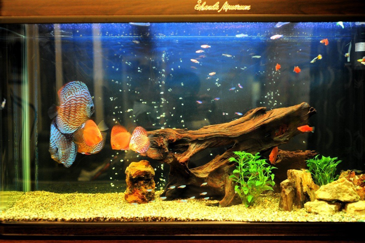 Большие рыбы для аквариума