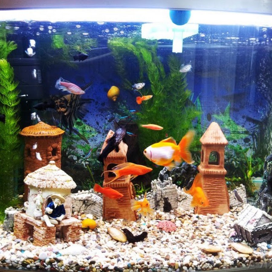 Рыбки для аквариума