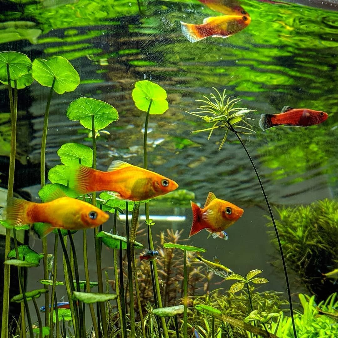 Аквариумные рыбки и растения
