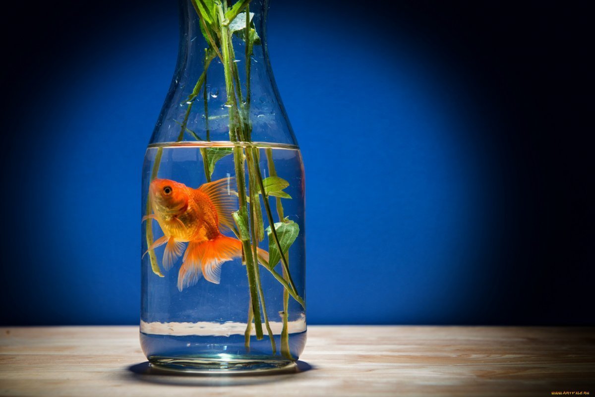 Красивый аквариум с золотыми рыбками
