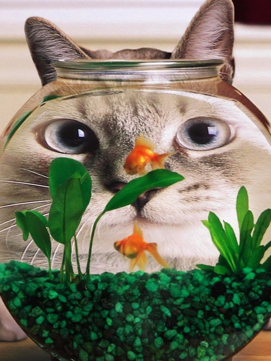 Рыбки для аквариума