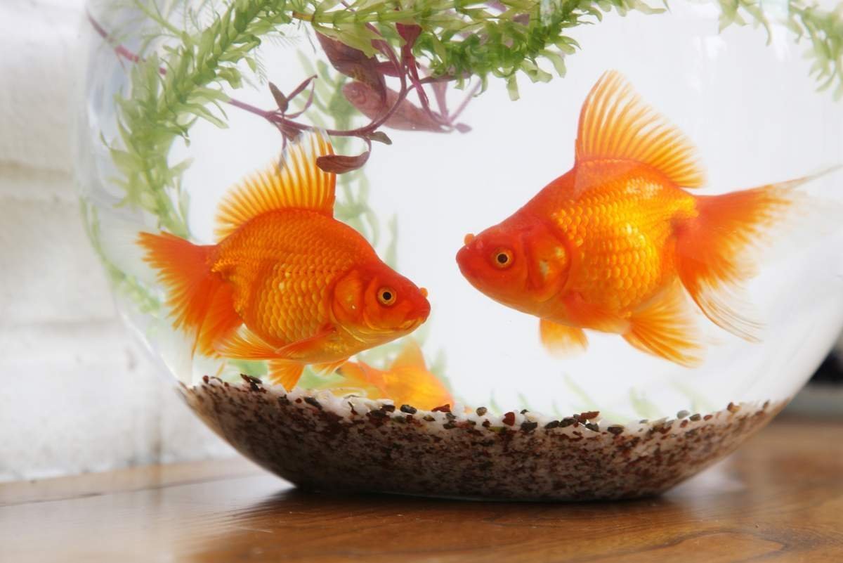 Аквариум для детей