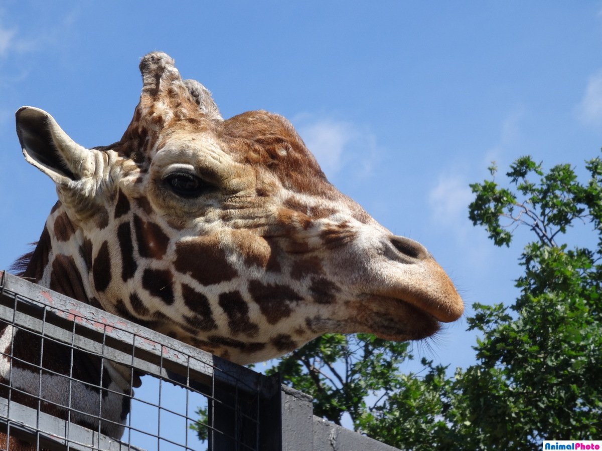 Самсон Гамлетович Ленинградов