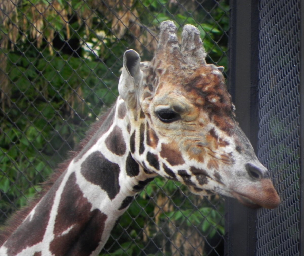 Самсон Гамлетович Ленинградов
