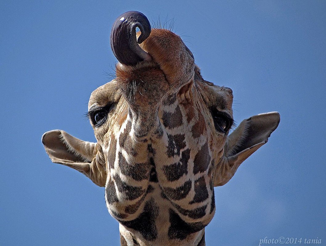 Петербургский зоопарк Жираф