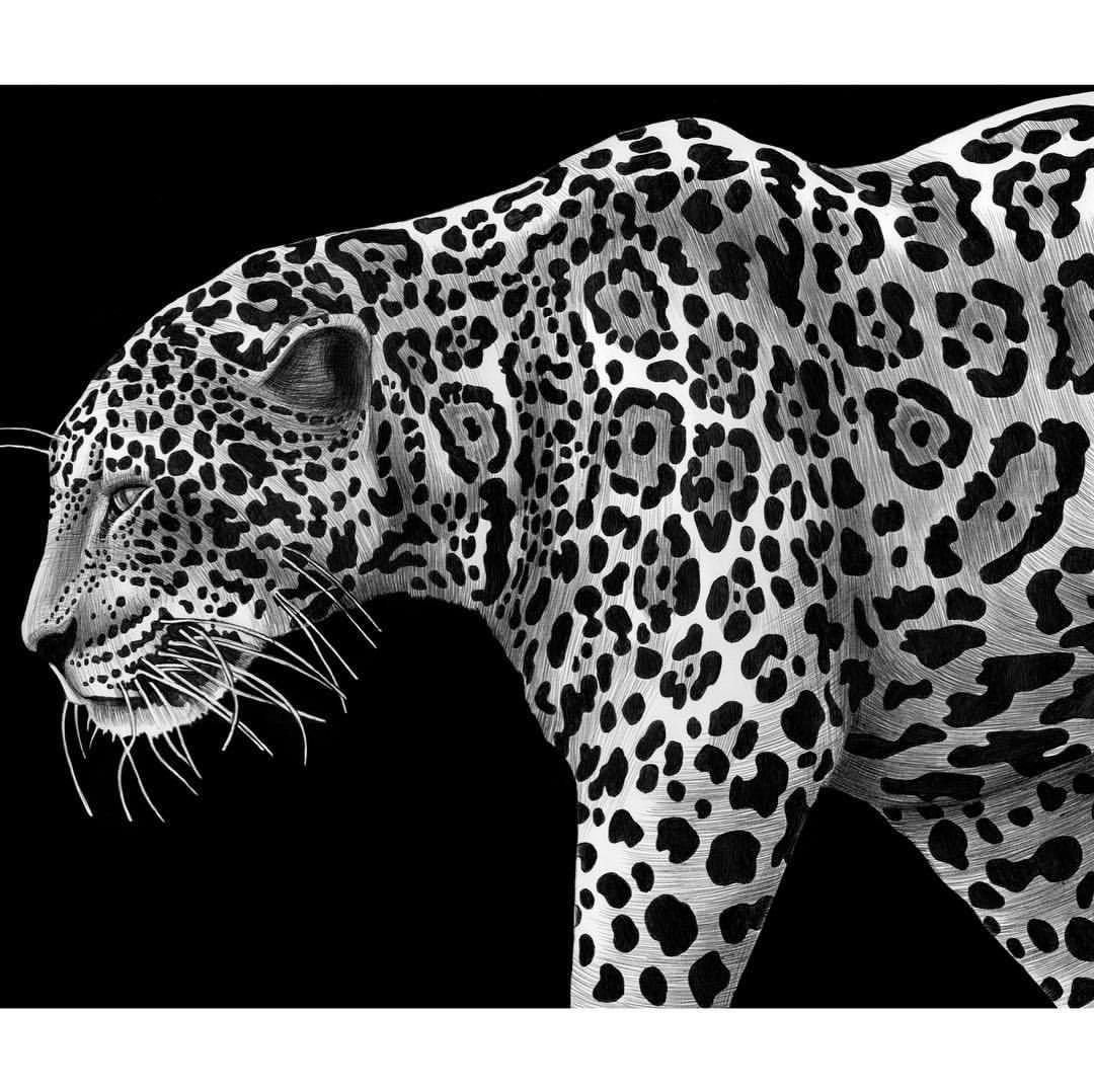 Ягуар черно белый