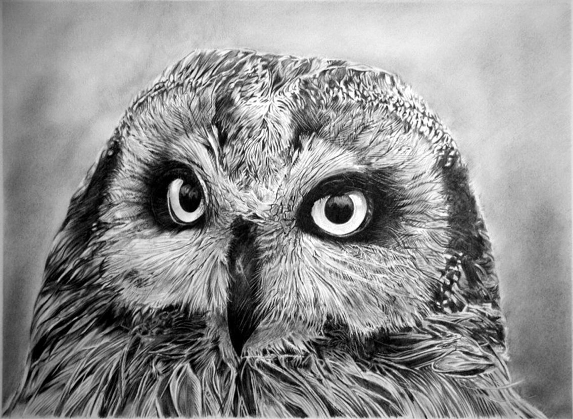 Сова карандашом