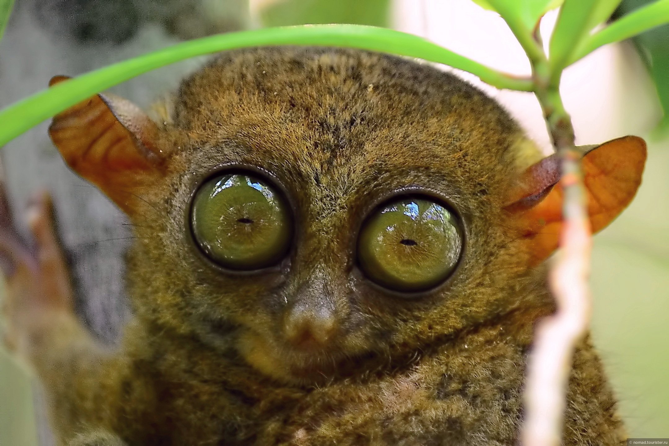 Название животного глаза. Суматранский долгопят. Мадагаскарский долгопят. Лемур Лори долгопят. Лори, долгопят, галаго.