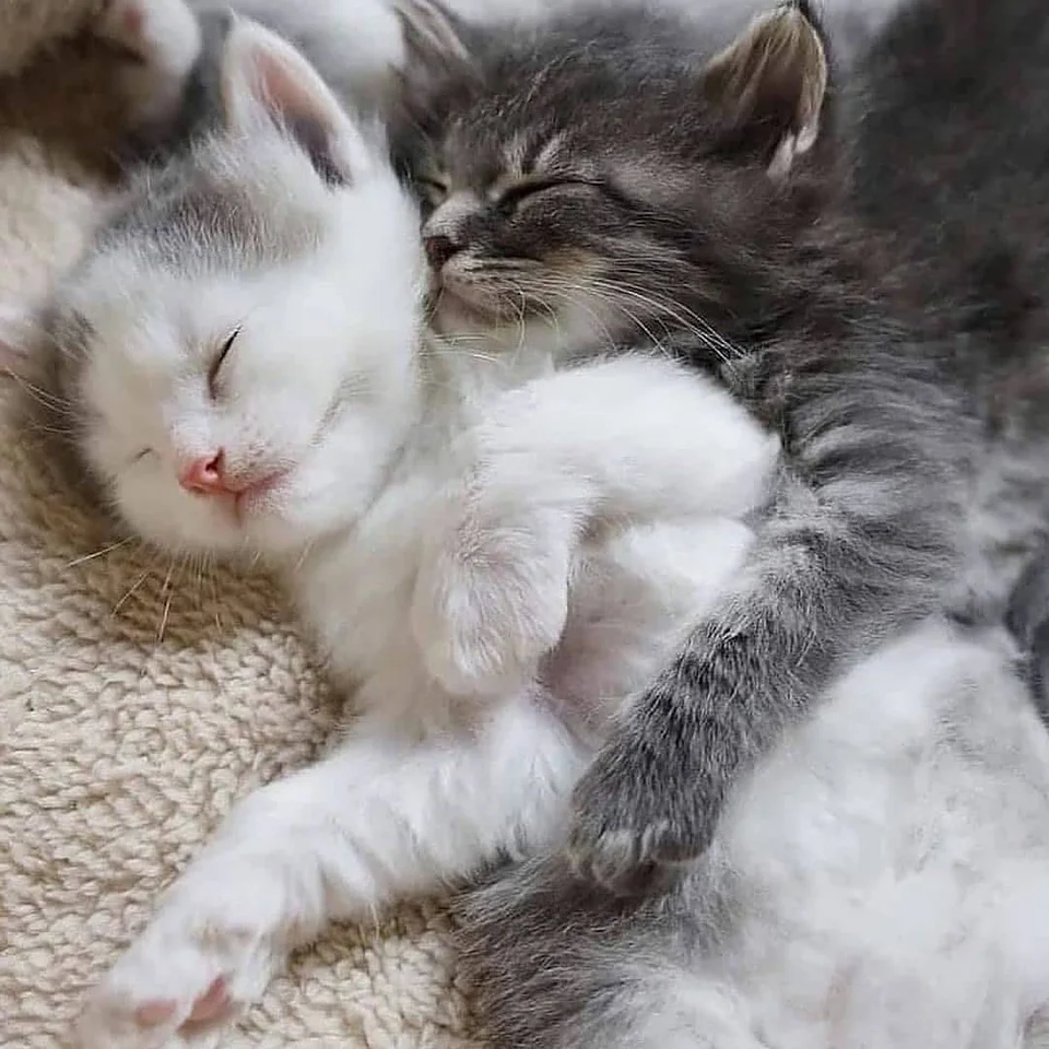 Котики обнимаются