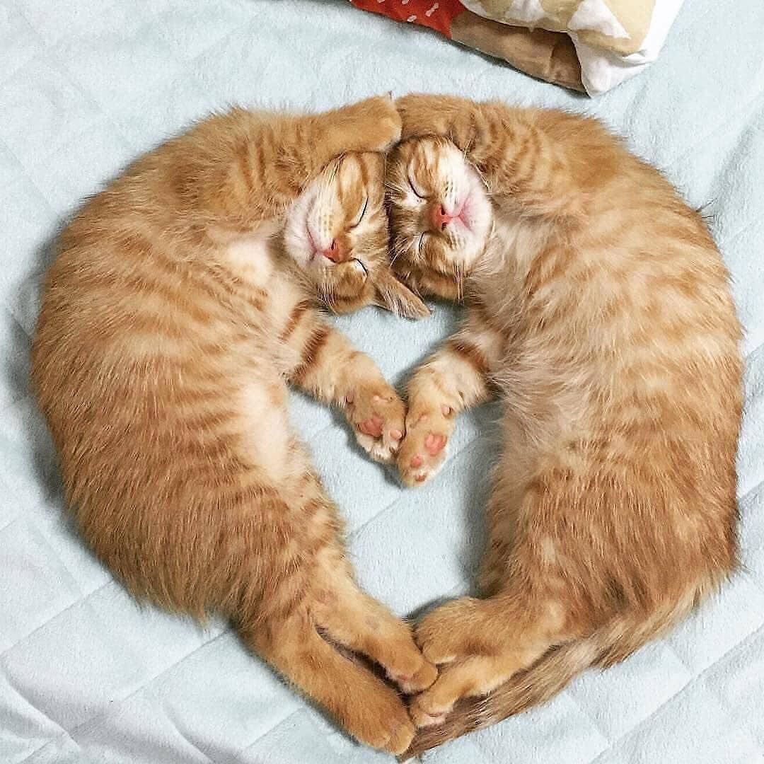 Кошки в обнимку