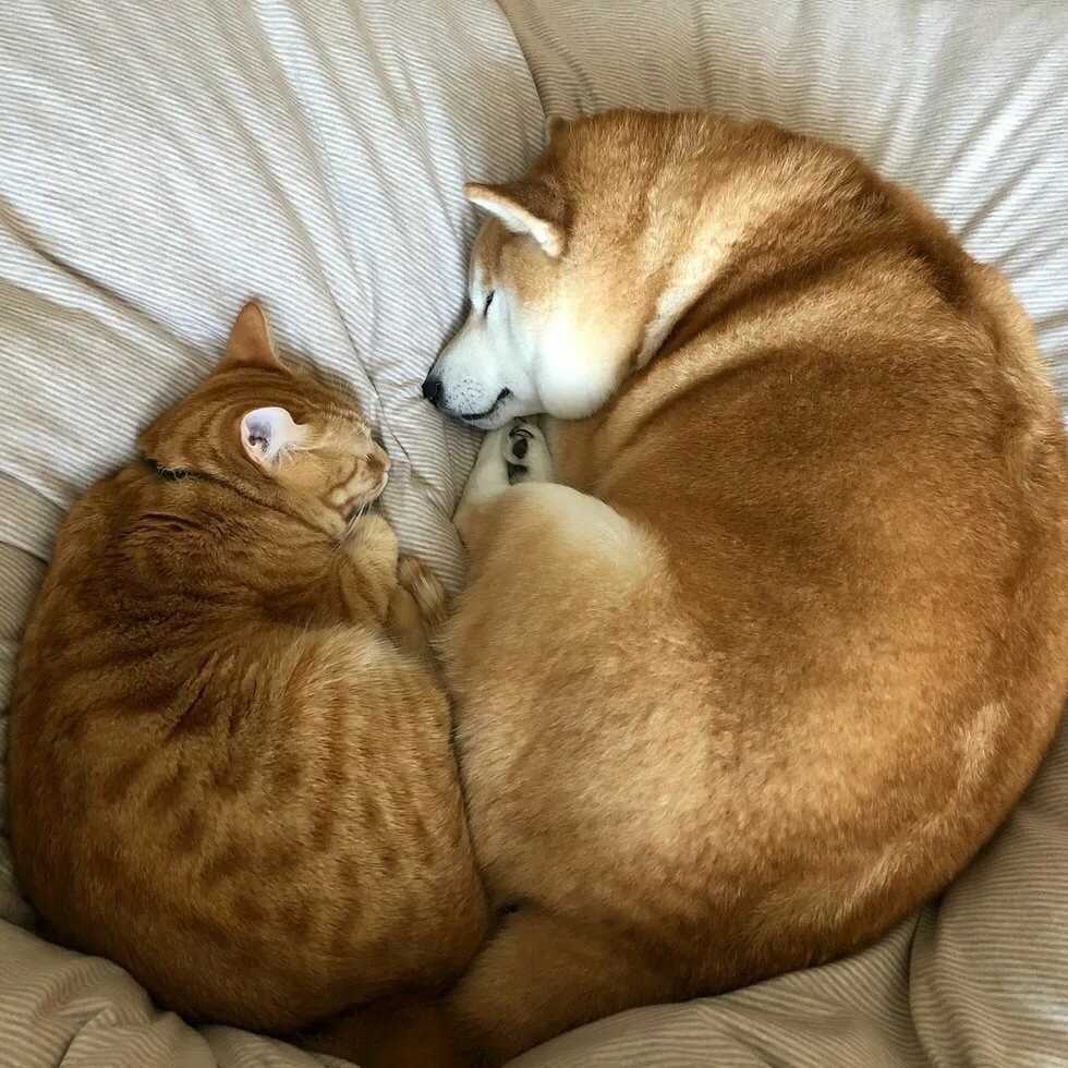 Котики обнимаются