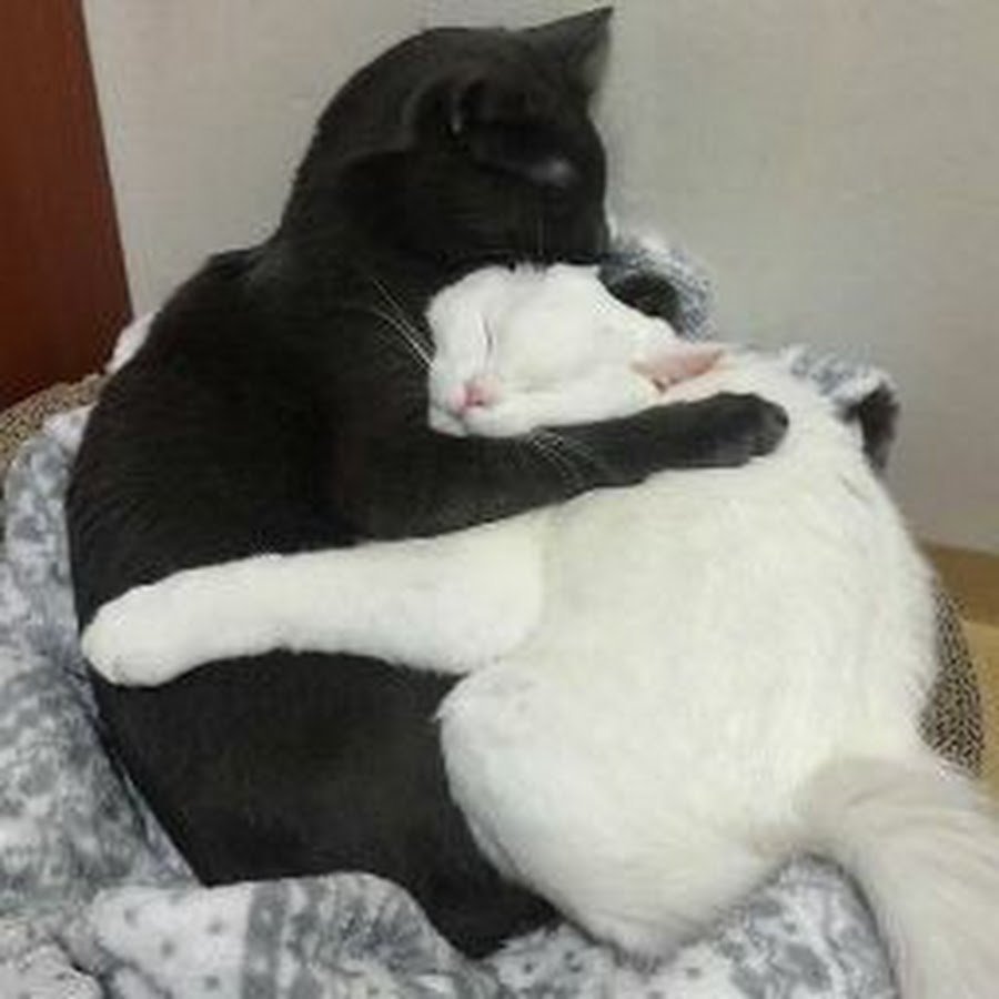 Кошки любовь